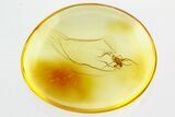 Detailed Fossil Spider (Araneae) In Baltic Amber #310961-1